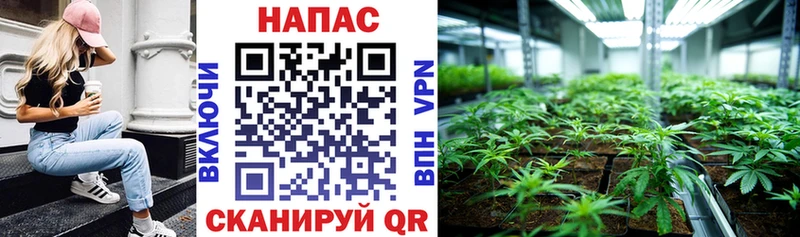 где купить наркоту  Армавир  Конопля ГИДРОПОН 